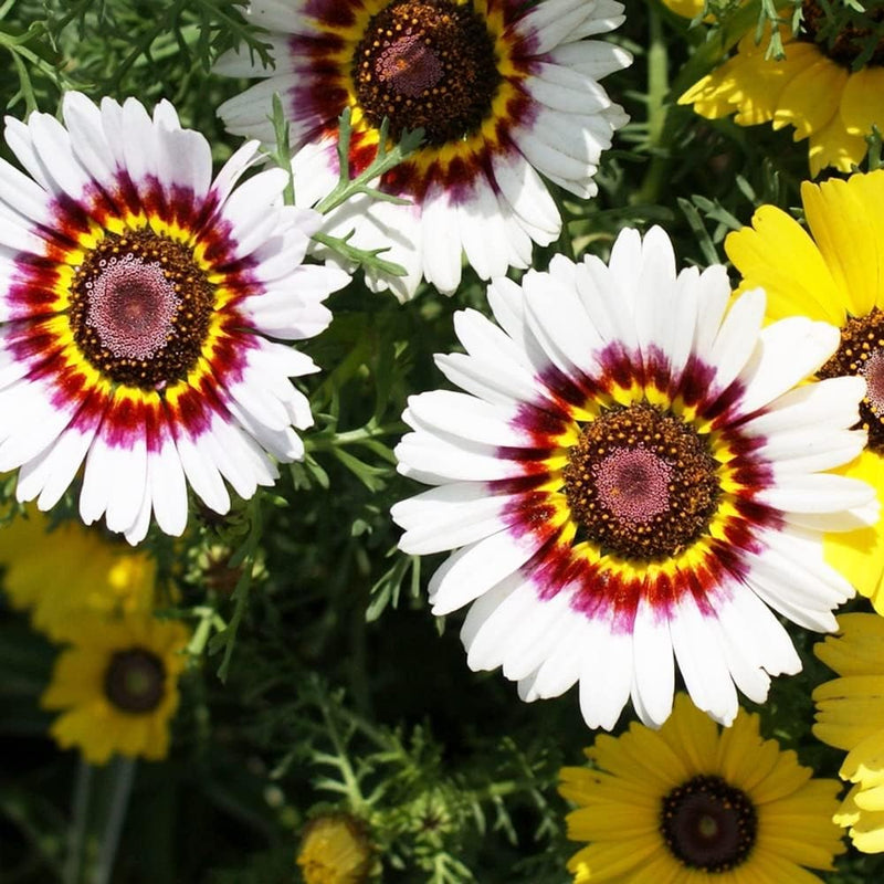 Weiß chrysanthemum carinatum blume samen for anpflanzung - fragrant blossoms, heirloom & gmo free samen for home garten
sale samen for anpflanzung in home garten