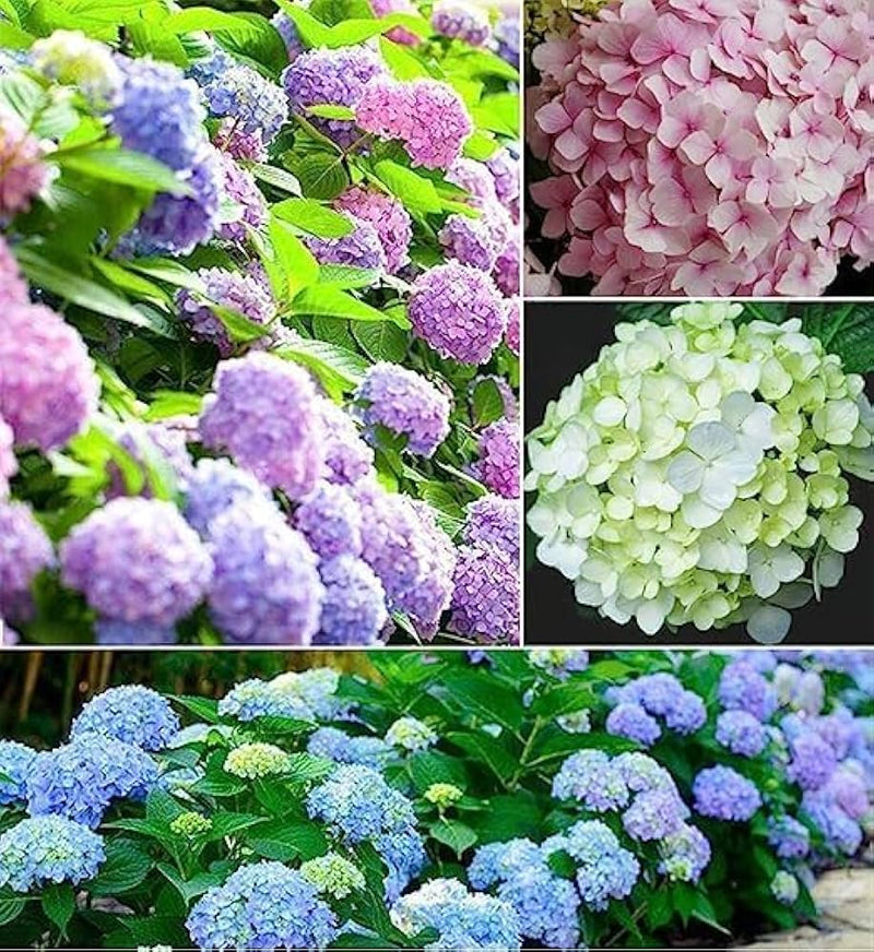 Semillas de flores Vainilla Hortensia para sembrar – popular en el jardín – variedad tradicional y semillas sin ingeniería genética para el jardín doméstico