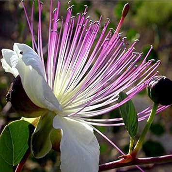Weiß rosa capparis spinosa blume samen for anpflanzung - drought tolerant, heirloom & gmo free samen for home garten
sale samen for home garten