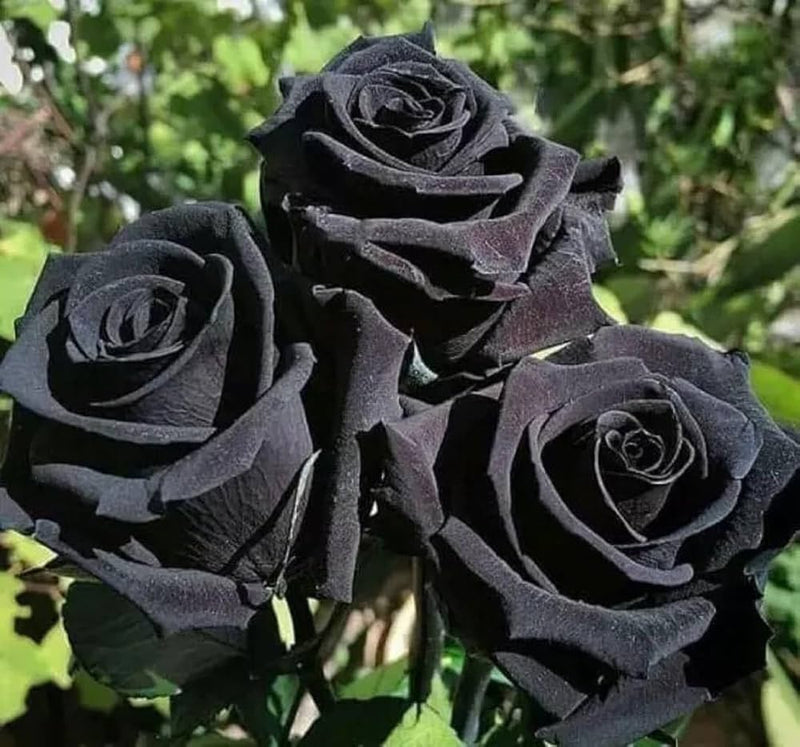 Schwarz rose samen for dark, elegant garten blooms