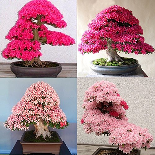 Rare light mixed japanese rose bonsai samen for bonsai