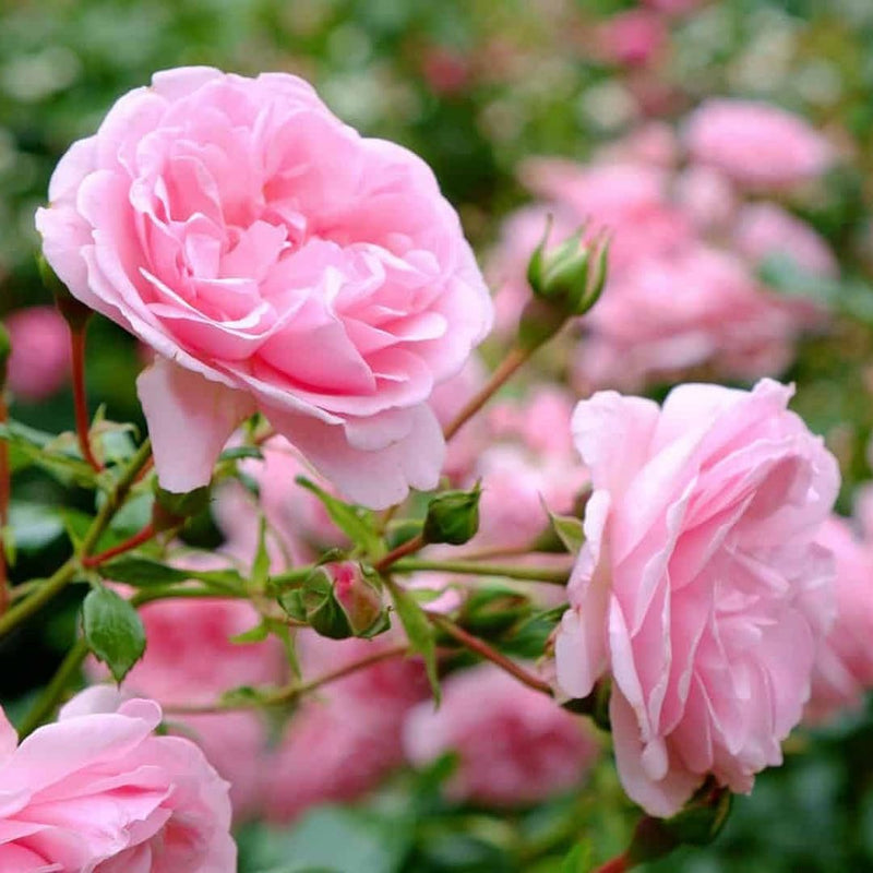 Semillas de rosa de la muerte rosa, siembra de primavera