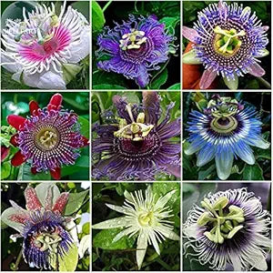 Passiflora passiflora spp for anpflanzung in blume bed