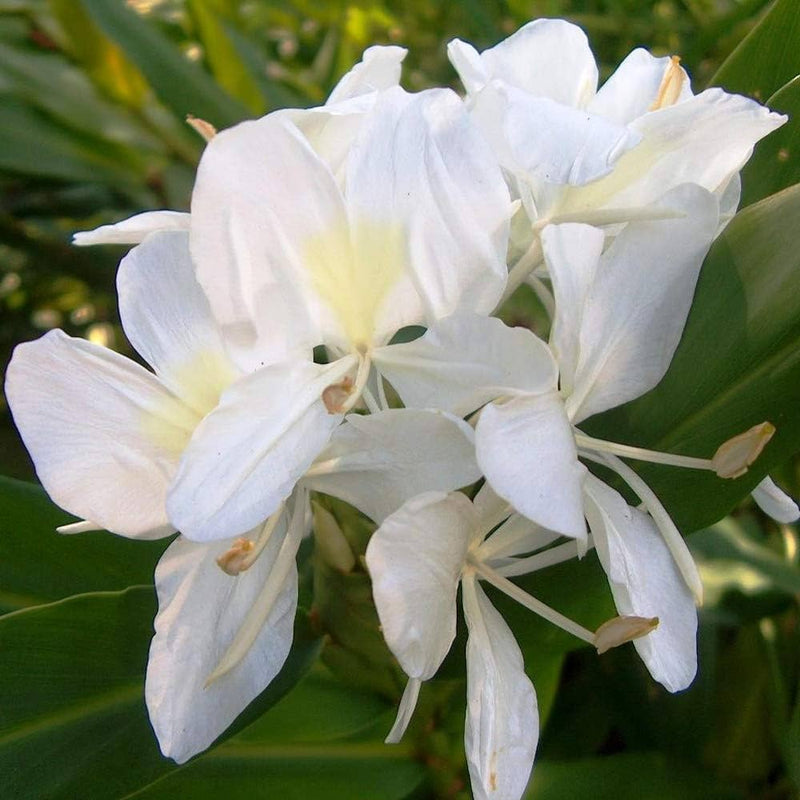 Varietà tradizionale Hedychium coronarium, semi di fiori da seminare, qualità eccellente, varietà tradizionale e senza OGM, semi per il giardino domestico