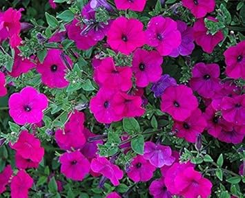 Rosa trailing petunia blume samen for anpflanzung - hardy variety, heirloom & gmo free samen for home garten
sale for anpflanzung in home garten.