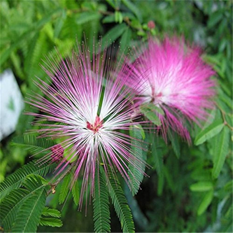 Albizia blume samen (mimosa silk tree) for elegant, tropical blumen