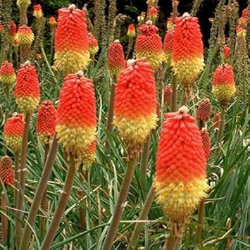 Poker blume samen for anpflanzung - low maintenance, heirloom & gmo free samen for home garten
sale for anpflanzung in home garten