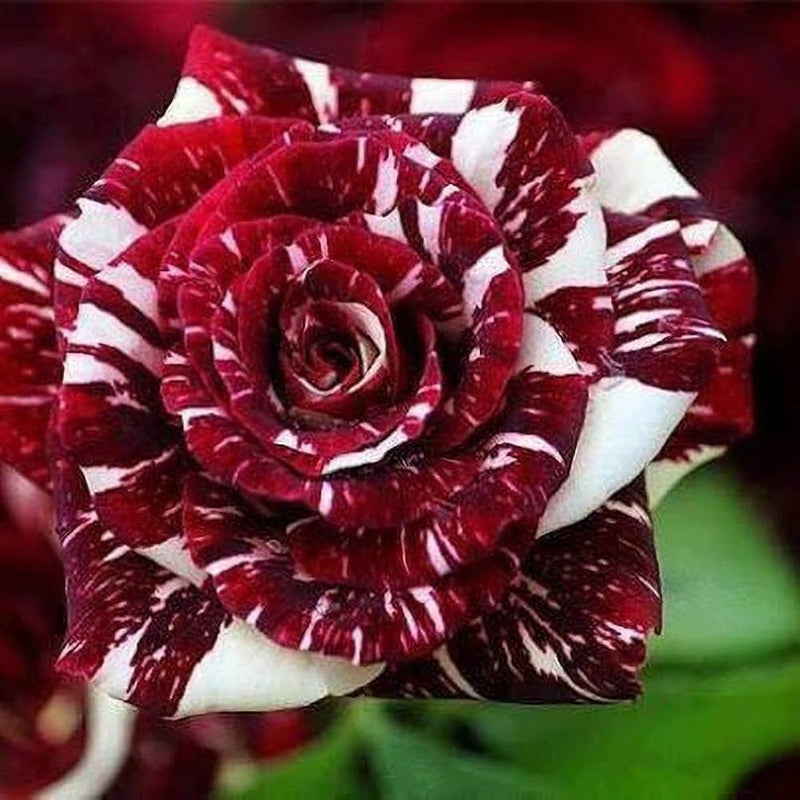 Semillas de planta de rosa rayada roja y amarilla para sembrar