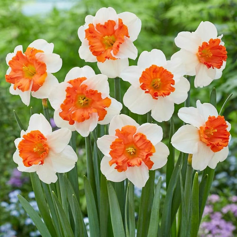 Naranja blanco Narciso, semillas de flores para sembrar, mezcla de flores silvestres, variedad tradicional y sin organismos modificados genéticamente, semillas para el jardín doméstico