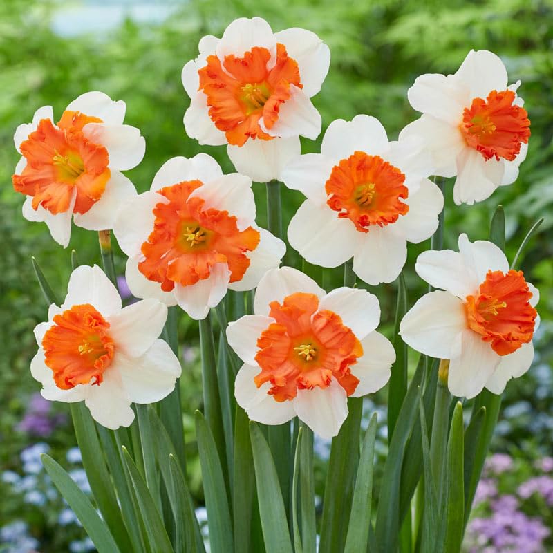 Semillas de narciso naranja y blanco para flores, para sembrar: de temporada y de floración continua, variedad tradicional y sin transgénicos, semillas para el jardín doméstico