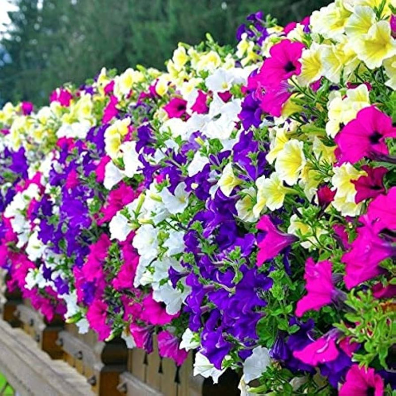 Trailing petunia petunia x hybrida samen for anpflanzung in hanging baskets