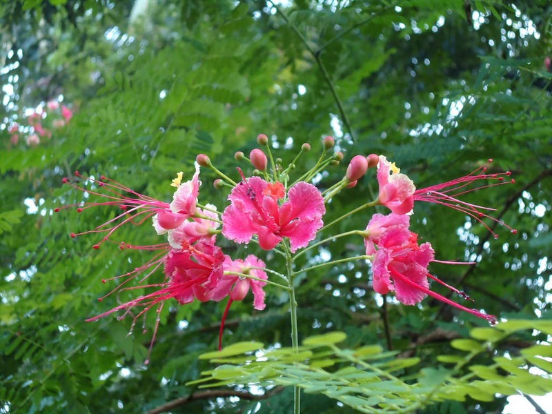 Rosa caesalpinia blume samen for anpflanzung pollinator friendly heirloom & gmo free samen for home garten
sale for anpflanzung in home garten