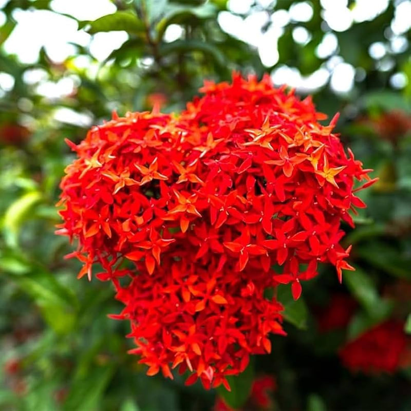 Rot ixora blume samen for anpflanzung - hardy variety, heirloom & gmo free samen for home garten
sale for anpflanzung in home garten.