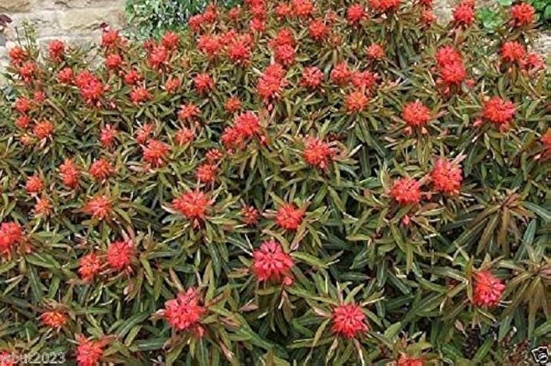 Rot euphorbia griffithii blume samen for anpflanzung - shade tolerant, heirloom & gmo free samen for home garten
sale samen for home garten