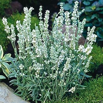 Weiß ellagance snow blume samen for anpflanzung - fragrant blossoms, heirloom & gmo free samen for home garten
sale samen for home garten