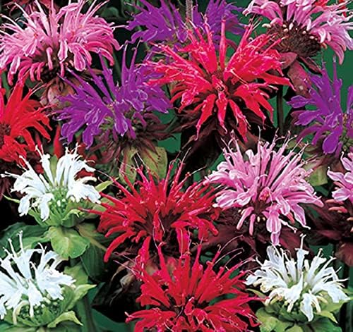 Balm for anpflanzung in home garten