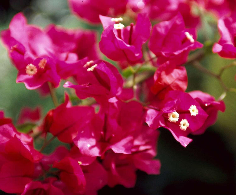 Rosa bougainvillea blume samen for anpflanzung - seasonal bloomer, heirloom & gmo free samen for home garten
sale for anpflanzung in home garten