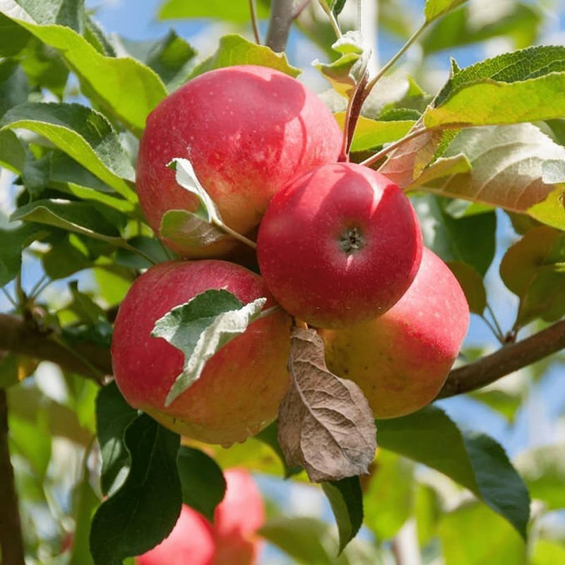 Semillas de fruto de manzana para plantar fácilmente