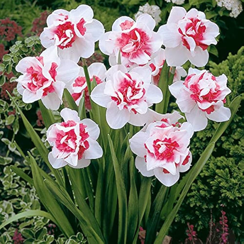 Semillas de narciso rosa y blanco para sembrar, flores elegantes de primavera