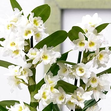 Weiß dendrobium blume samen for anpflanzung - easy to grow, heirloom & gmo free samen for home garten
sale samen for home garten