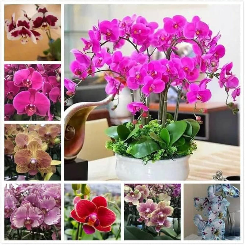 Variedad tradicional de orquídea mariposa, semillas de orquídea para sembrar, imprescindible en jardines de estilo rural, variedad tradicional y sin ingeniería genética, semillas para el jardín doméstico