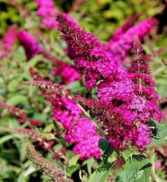 Rosa butterfly bush blume samen for anpflanzung - low maintenance, heirloom & gmo free samen for home garten
sale for anpflanzung in home garten