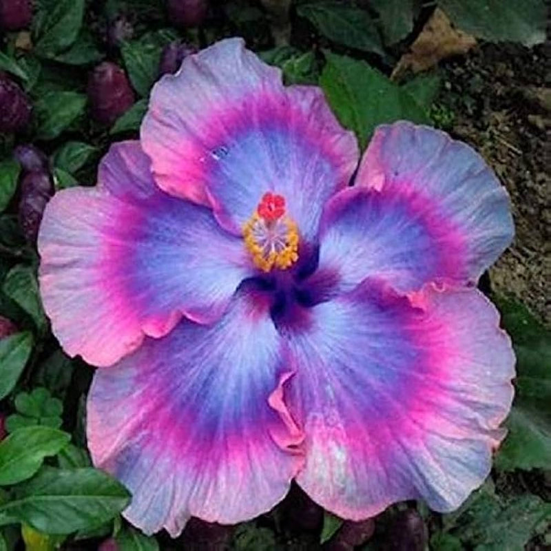 Semillas de flores de hibisco gigantes para sembrar, llenas de color. Variedad tradicional y sin ingeniería genética. Semillas para el jardín doméstico.