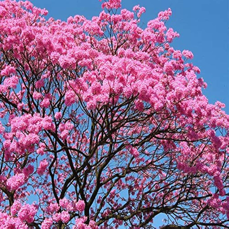 Semillas de flores Rosa Jacaranda Mimosifolia para sembrar, crecimiento compacto, variedad tradicional y sin ingeniería genética, semillas para el jardín doméstico