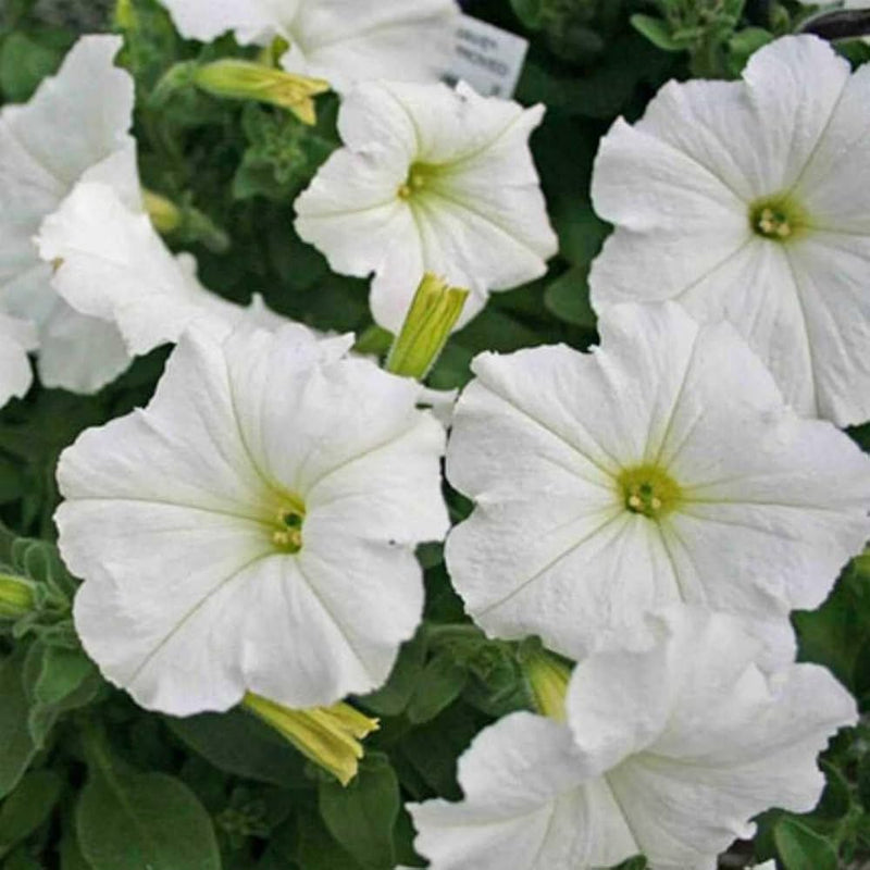 Graines de pétunia, semis en plein soleil