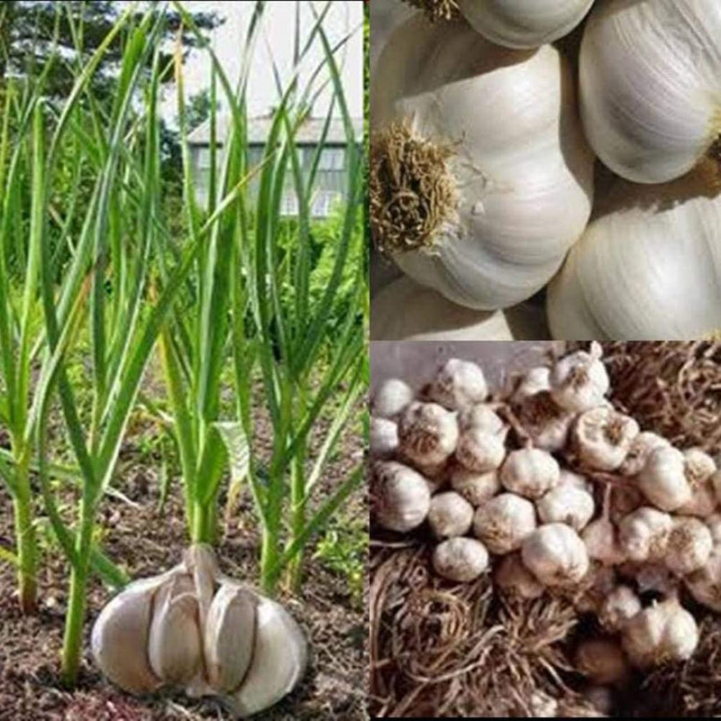 Weiße Knoblauchsamen – perfekt zum Anpflanzen