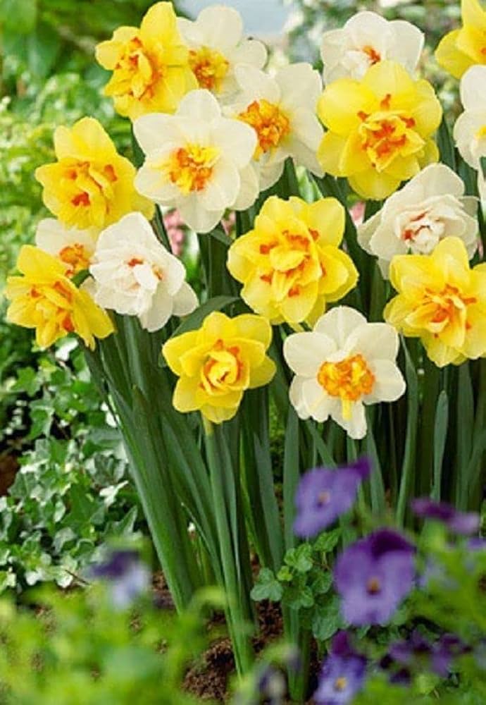 Blanc Jaune Narcisse double Graines de fleurs à semer, qualité supérieure, variété traditionnelle et sans OGM, graines pour jardin familial