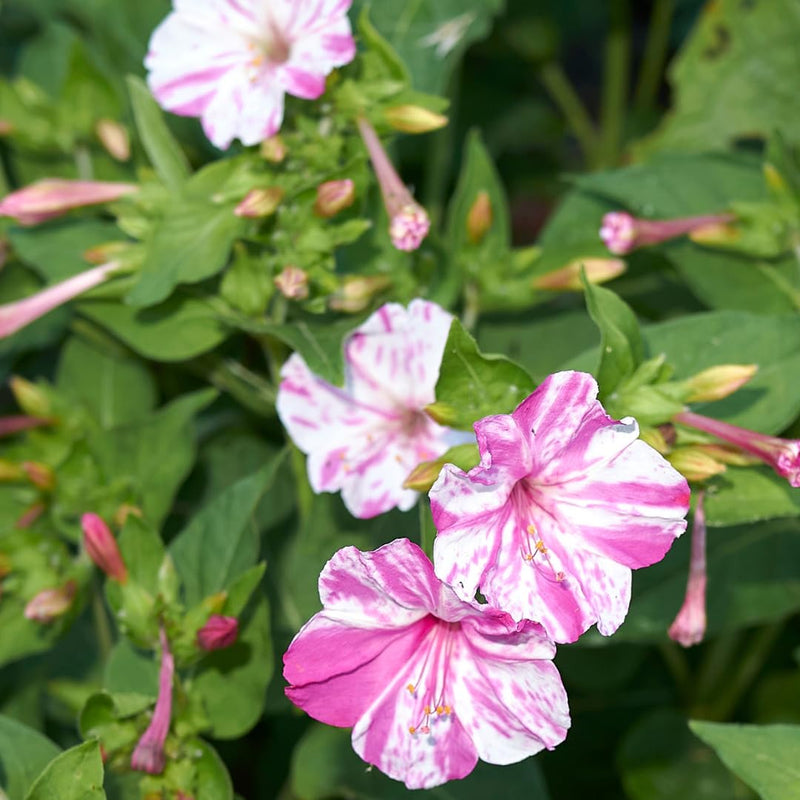 Mirabilis rosa y blanca, semillas de flores para sembrar, variedad tradicional sin ingeniería genética, ecológicas, semillas de jardín, germinación