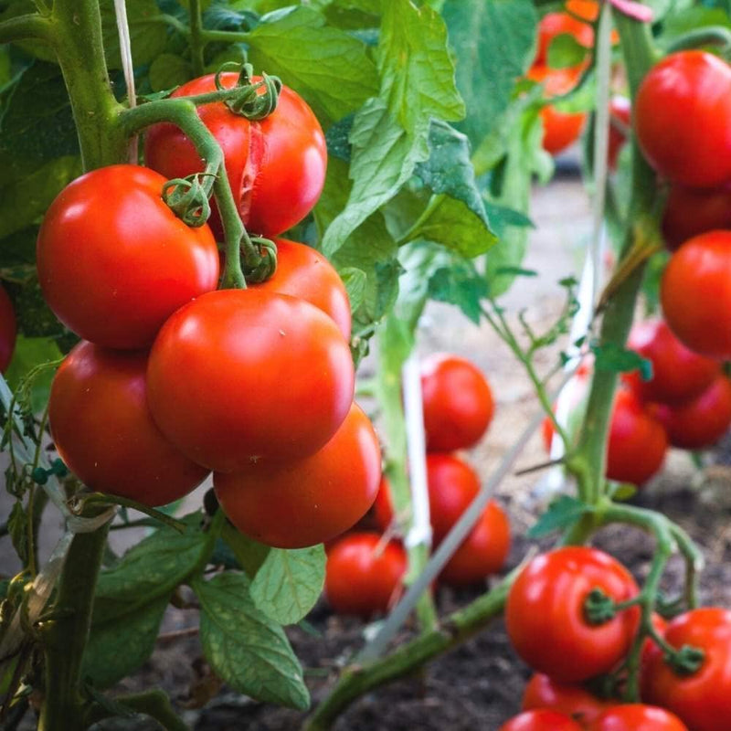 Tomate tradicional «Abe Lincoln» semillas