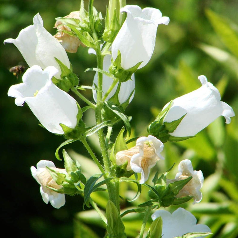 Weiß bellflower campanula pyramidalis for cottage garten
