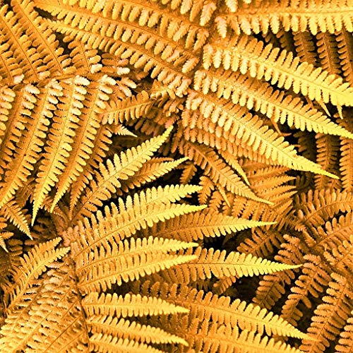 Helecho rojo, Pteridophyta, semillas para sembrar, ideales para borduras, variedad tradicional y sin OMG, semillas para huerto doméstico