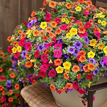 Heirloom calibrachoa blume samen for anpflanzung garten favorite heirloom & gmo free samen for home garten
sale for anpflanzung in home garten
