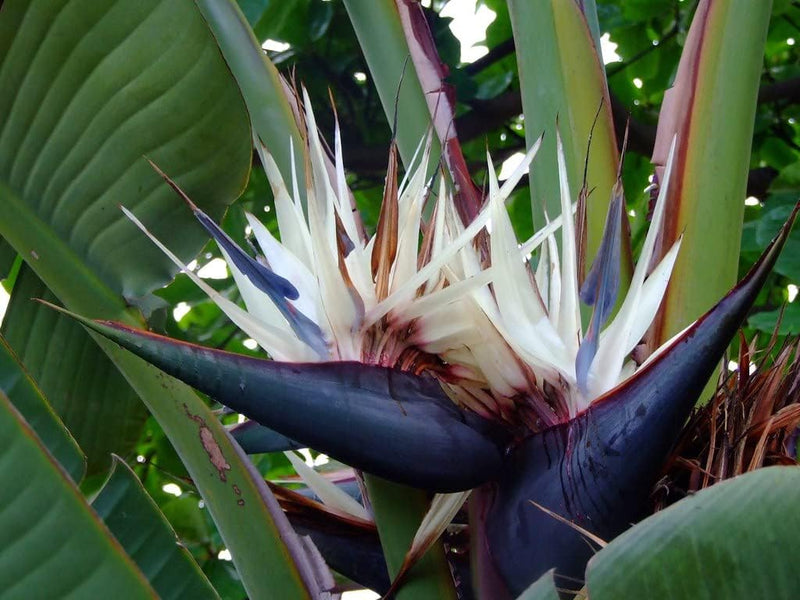 Weiß strelitzia reginae house blume samen for anpflanzung - fragrant blossoms, heirloom & gmo free samen for home garten
sale for anpflanzung in home garten.