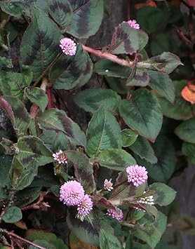 Polygonum capitatum blume samen for anpflanzung low maintenance heirloom & gmo free samen for home garten
sale for anpflanzung in home garten