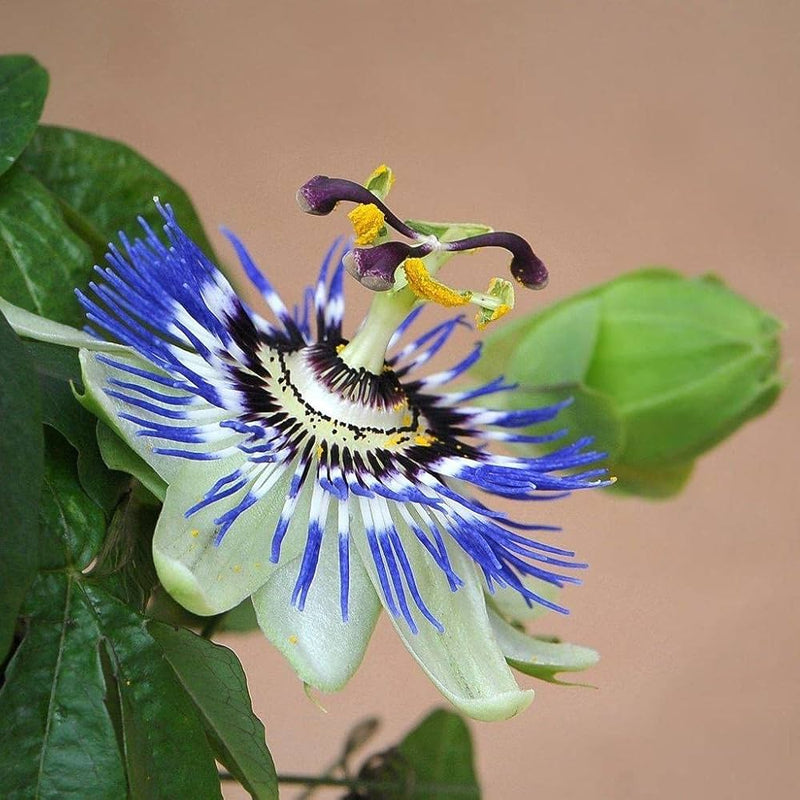 Passion blume samen for exotic blooming vines