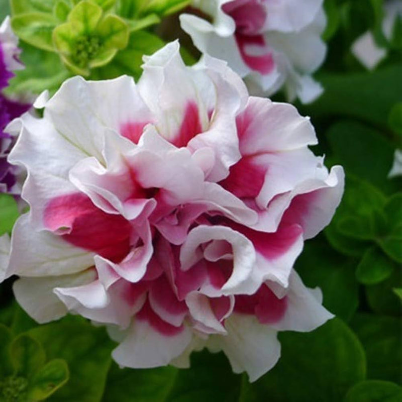 Petunia blume samen for container and blume bed anpflanzung
