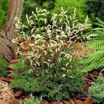Weiß aruncus dioicus blume samen for anpflanzung - seasonal bloomer, heirloom & gmo free samen for home garten
sale for anpflanzung in home garten