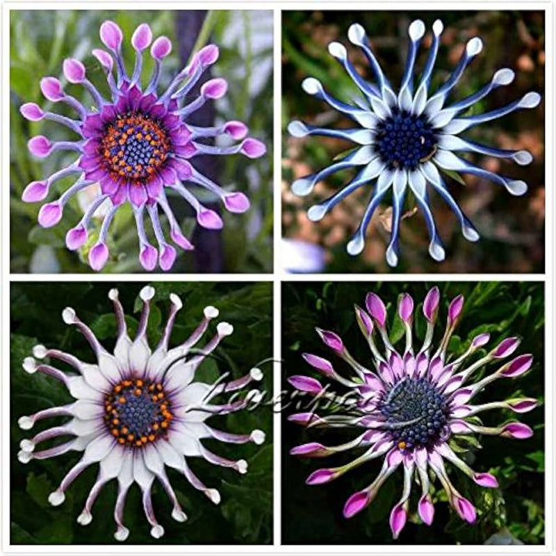 Trailing african daisy samen for blau blumen