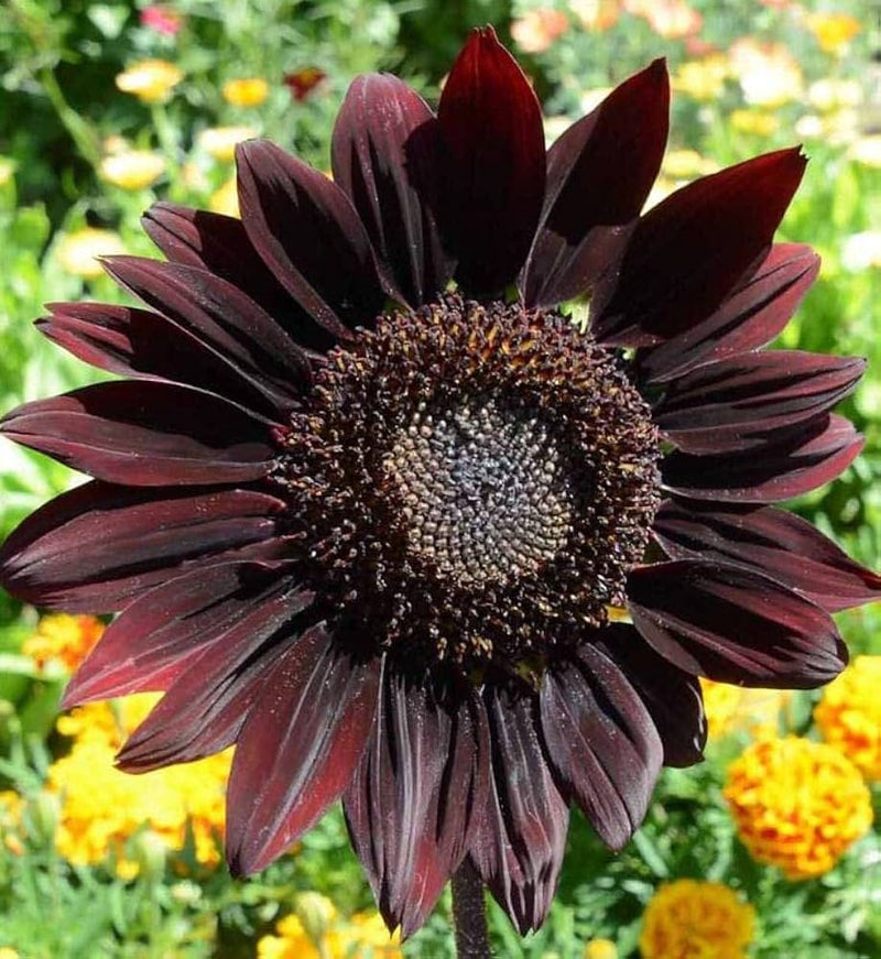 Graines de tournesol noir géant à semer au jardin