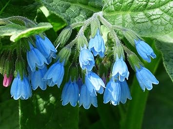 Violet symphytum blume samen for anpflanzung - drought tolerant, heirloom & gmo free samen for home garten
sale for anpflanzung in home garten.