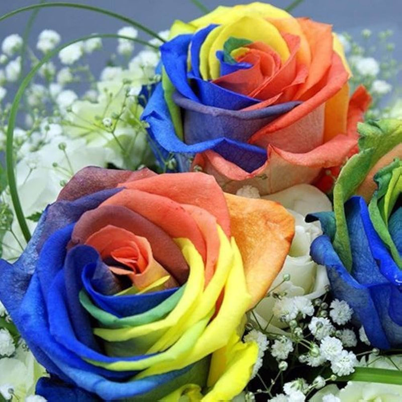 Rainbow mixed blume samen for anpflanzung - long bloom season, heirloom & gmo free samen for home garten
sale for anpflanzung in home garten.