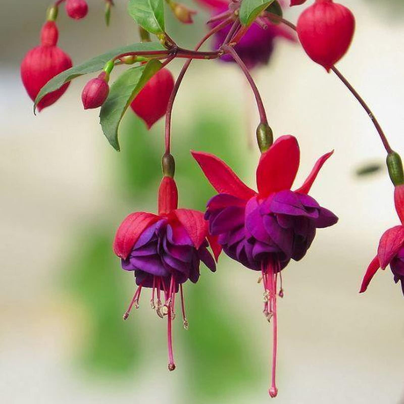 Variedad tradicional Fucsia, semillas de flores para sembrar, flores fragantes, variedad tradicional y sin ingeniería genética, semillas para el jardín doméstico