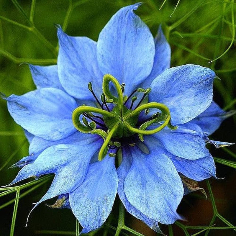 Nigella damascena rose, graines à semer – fleurs annuelles, semis de printemps pour le jardinage