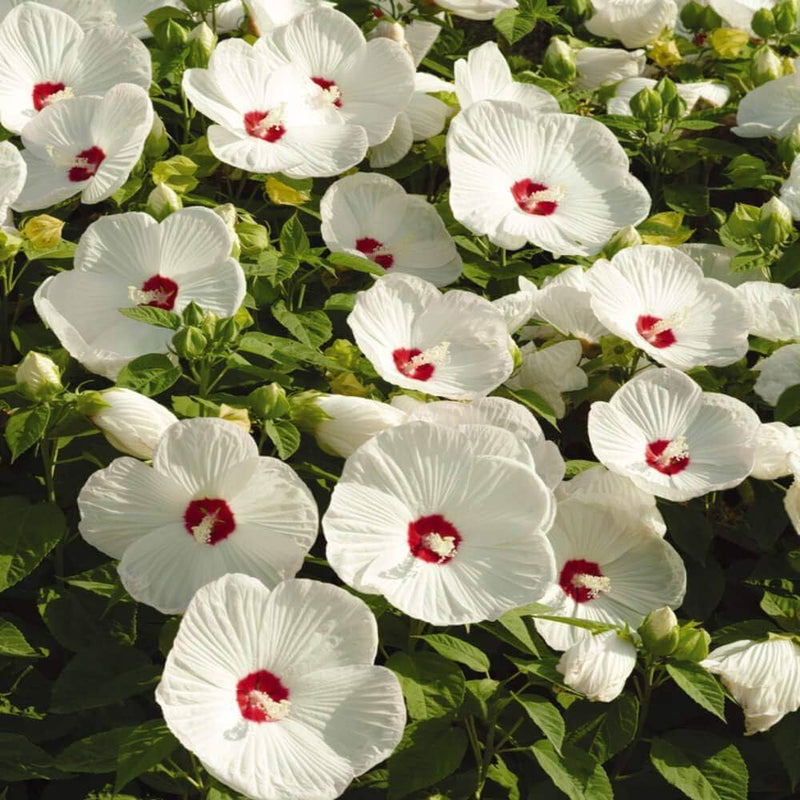 Semillas de hibisco blanco para siembra, popular como flor cortada, variedad tradicional y sin ingeniería genética, semillas para jardín doméstico