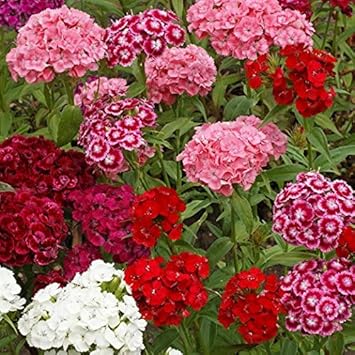Heirloom william blume samen for anpflanzung shade tolerant heirloom & gmo free samen for home garten
sale for anpflanzung in home garten