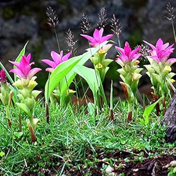 Rosa turmeric blume samen for anpflanzung - pollinator friendly, heirloom & gmo free samen for home garten
sale for anpflanzung in home garten.